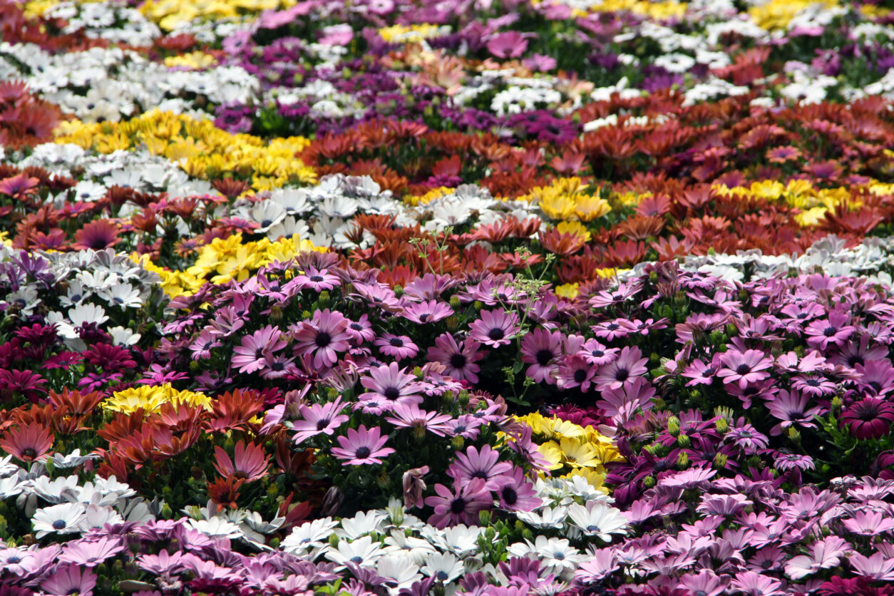 Urbana greda z barvitimi gazanijami