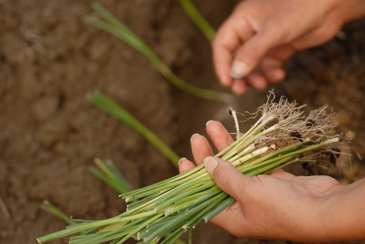 Utrjene sadike pora so odpornejše na temperaturne nihanja in se hitreje ukoreninijo na prostem