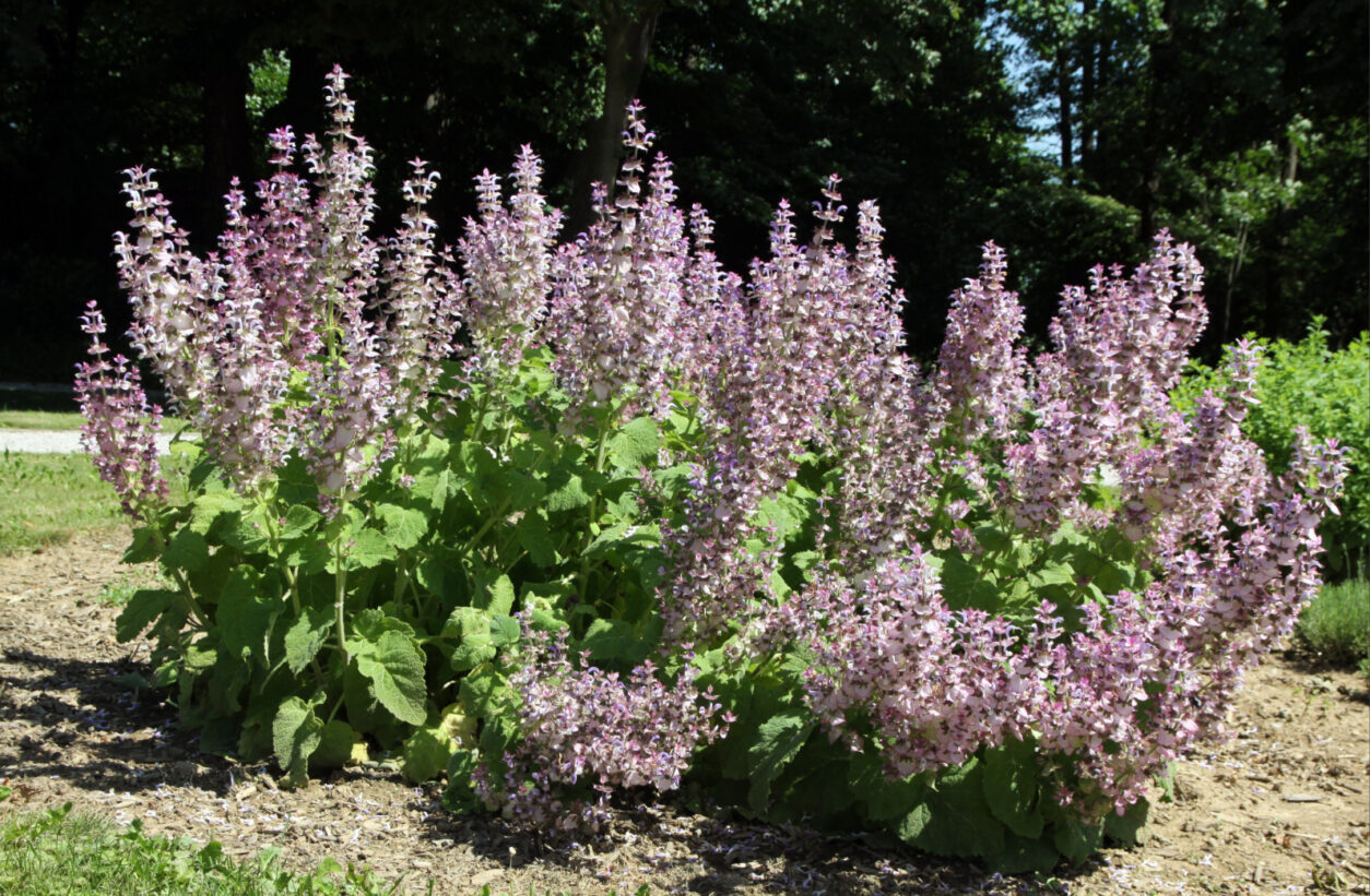 Velik, bogato cvetoč grm muškatne kadulje (Salvia sclarea)_edited