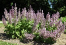 Velik, bogato cvetoč grm muškatne kadulje (Salvia sclarea)_edited