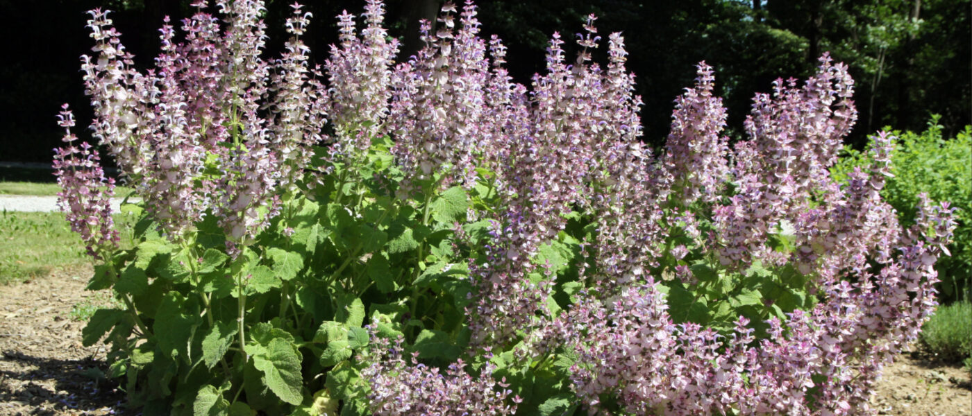 Velik, bogato cvetoč grm muškatne kadulje (Salvia sclarea)_edited