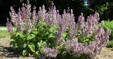 Velik, bogato cvetoč grm muškatne kadulje (Salvia sclarea)_edited