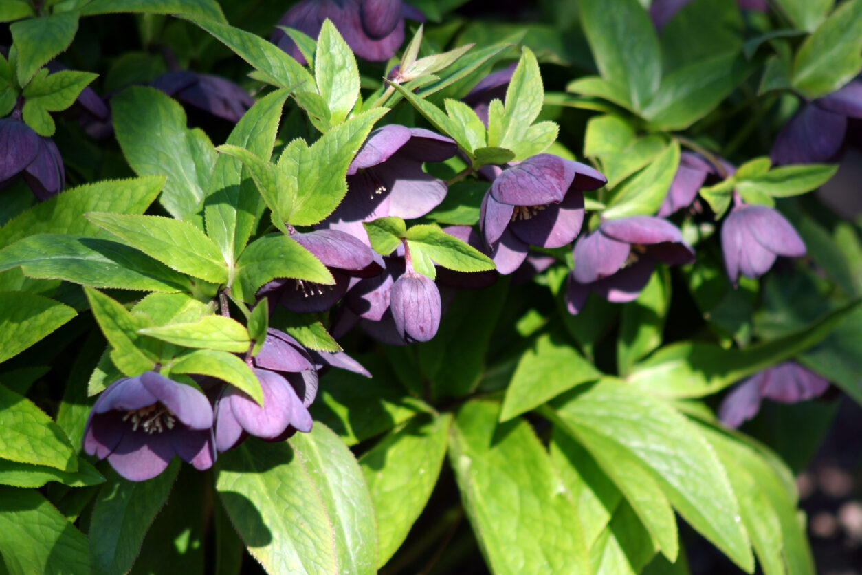 Vzhodni teloh (Helleborus orientalis) oziroma vrtni križanec iz skupine Helleborus × hybridus