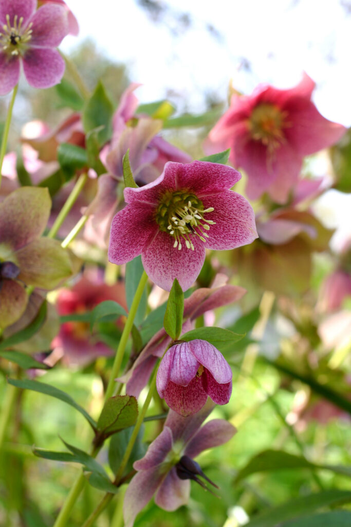 Vzhodni teloh (Helleborus orientalis) z bordovsko rdečimi cvetovi