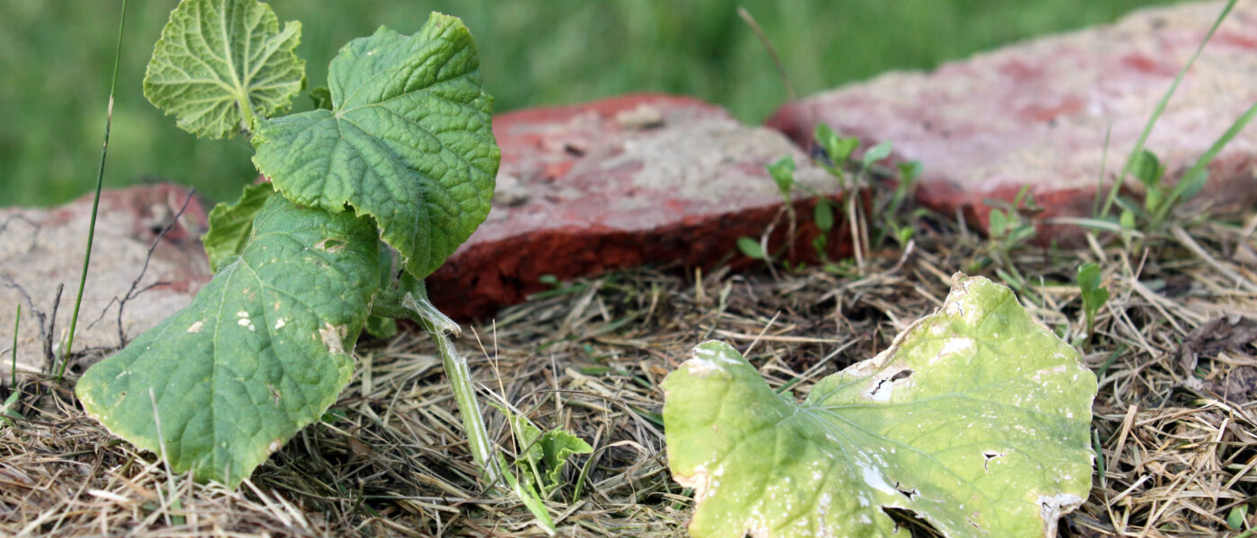 Začetna faza pepelaste plesni na mladi sadiki kumare