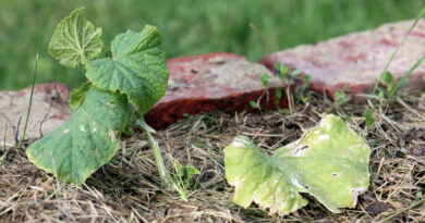 Začetna faza pepelaste plesni na mladi sadiki kumare