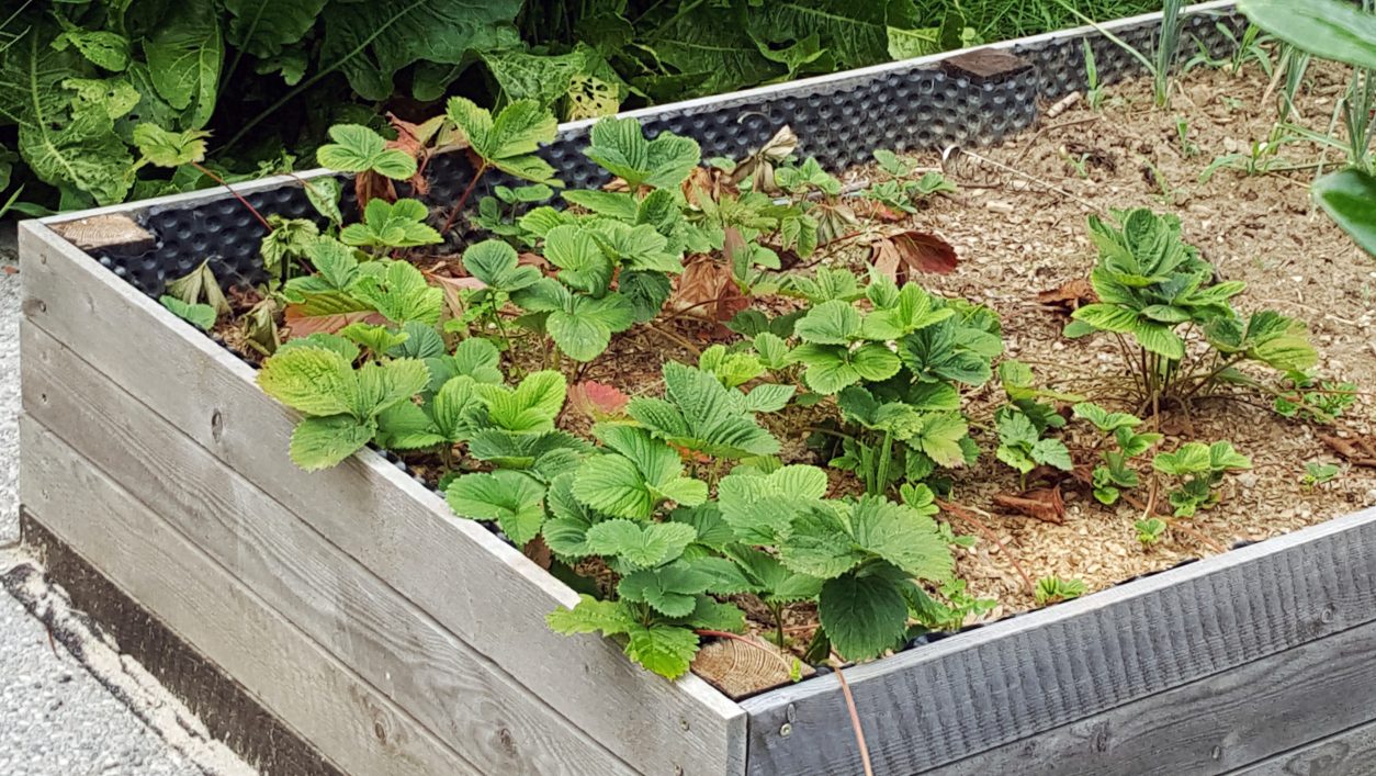 Zgodaj spomladi posajene sadike jagod z naravno zastirko