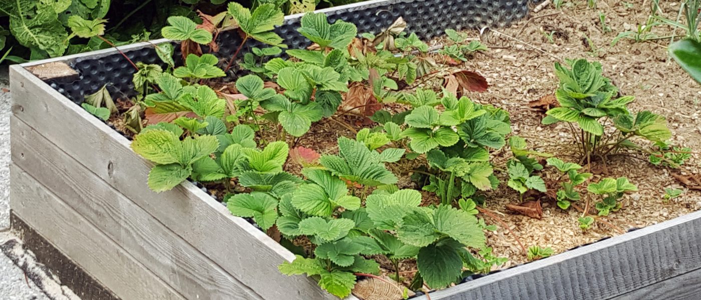 Zgodaj spomladi posajene sadike jagod z naravno zastirko