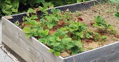 Zgodaj spomladi posajene sadike jagod z naravno zastirko