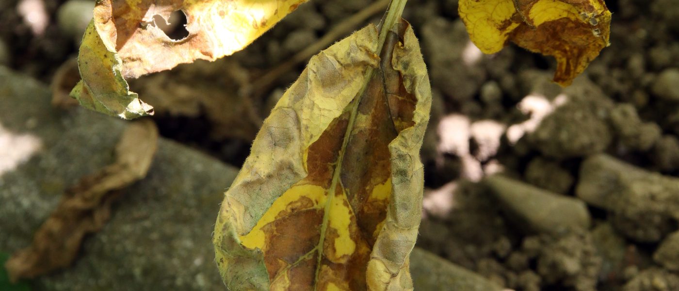 Značilne rjave nekrotične pege s porumenelim robom na listih krompirja so tipičen znak črne pegavosti