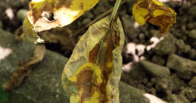 Značilne rjave nekrotične pege s porumenelim robom na listih krompirja so tipičen znak črne pegavosti