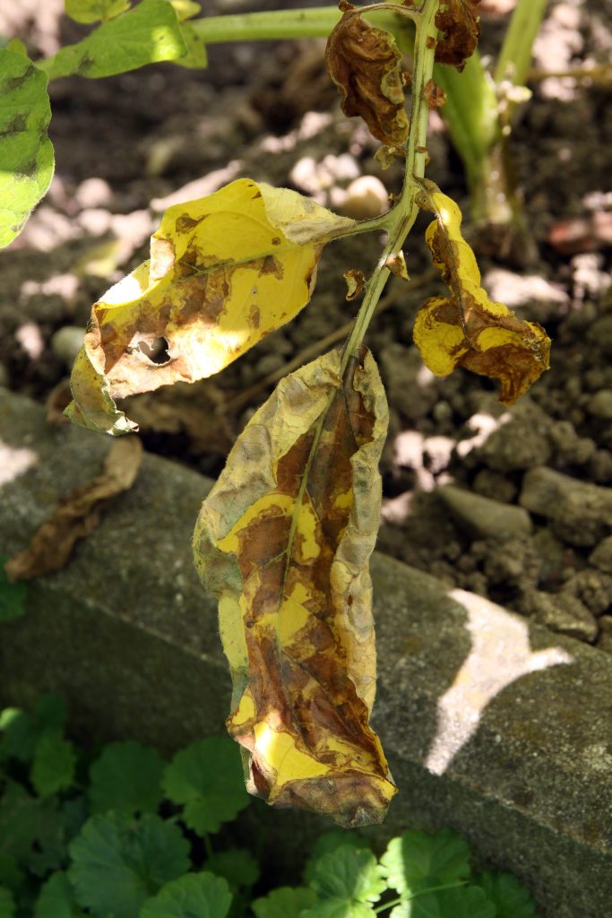 Značilne rjave nekrotične pege s porumenelim robom na listih krompirja so tipičen znak črne pegavosti
