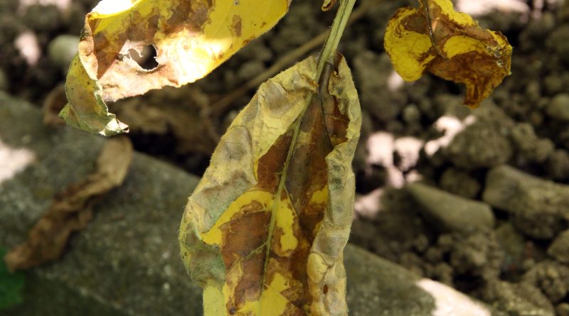 Značilne rjave nekrotične pege s porumenelim robom na listih krompirja so tipičen znak črne pegavosti