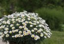 Bogato cvetoča kanarska marjetica (Argyranthemum frutescens)