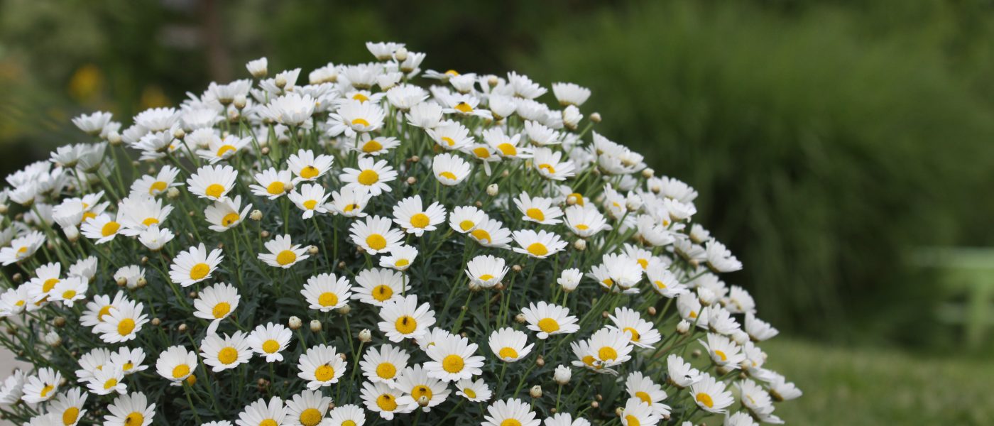Bogato cvetoča kanarska marjetica (Argyranthemum frutescens)