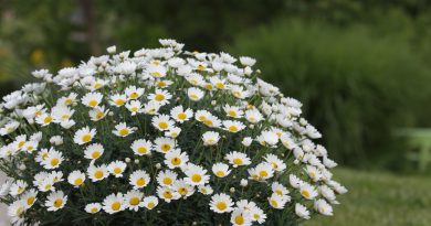 Bogato cvetoča kanarska marjetica (Argyranthemum frutescens)
