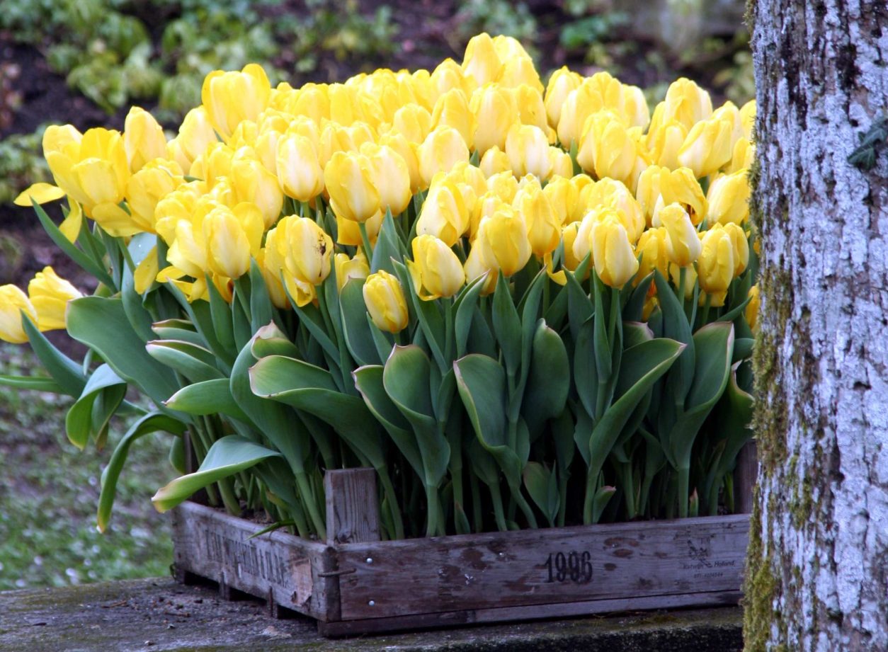 Bujna zasaditev rumenih tulipanov (Tulipa), ki rastejo v rustikalnem lesenem zaboju
