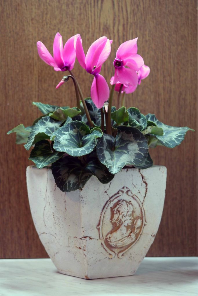 Ciklama (Cyclamen europaeum) v okrasnem lončku
