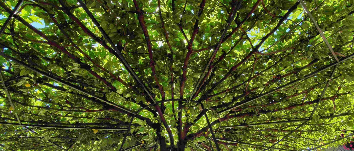 Črna murva, vzgojena v senčniško obliko na kovinskem ogrodju