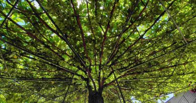 Črna murva, vzgojena v senčniško obliko na kovinskem ogrodju