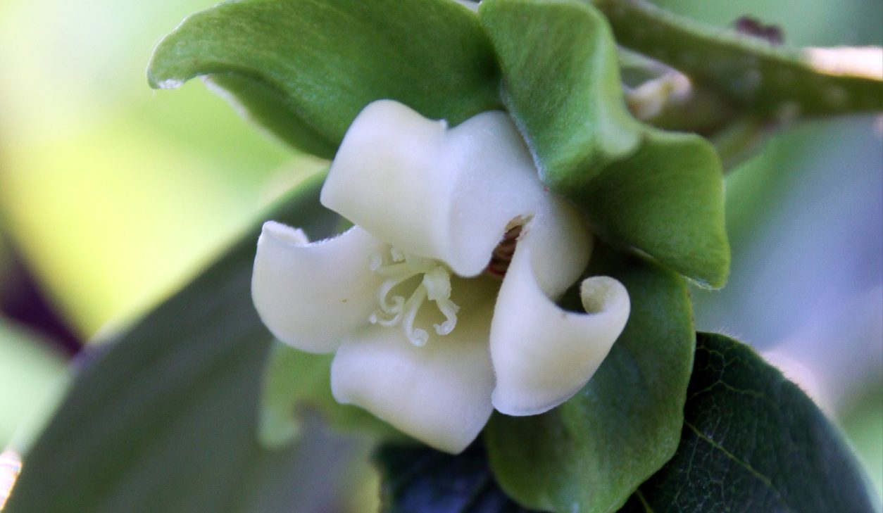 Cvet kakija (Diospyros kaki) je zvončaste oblike