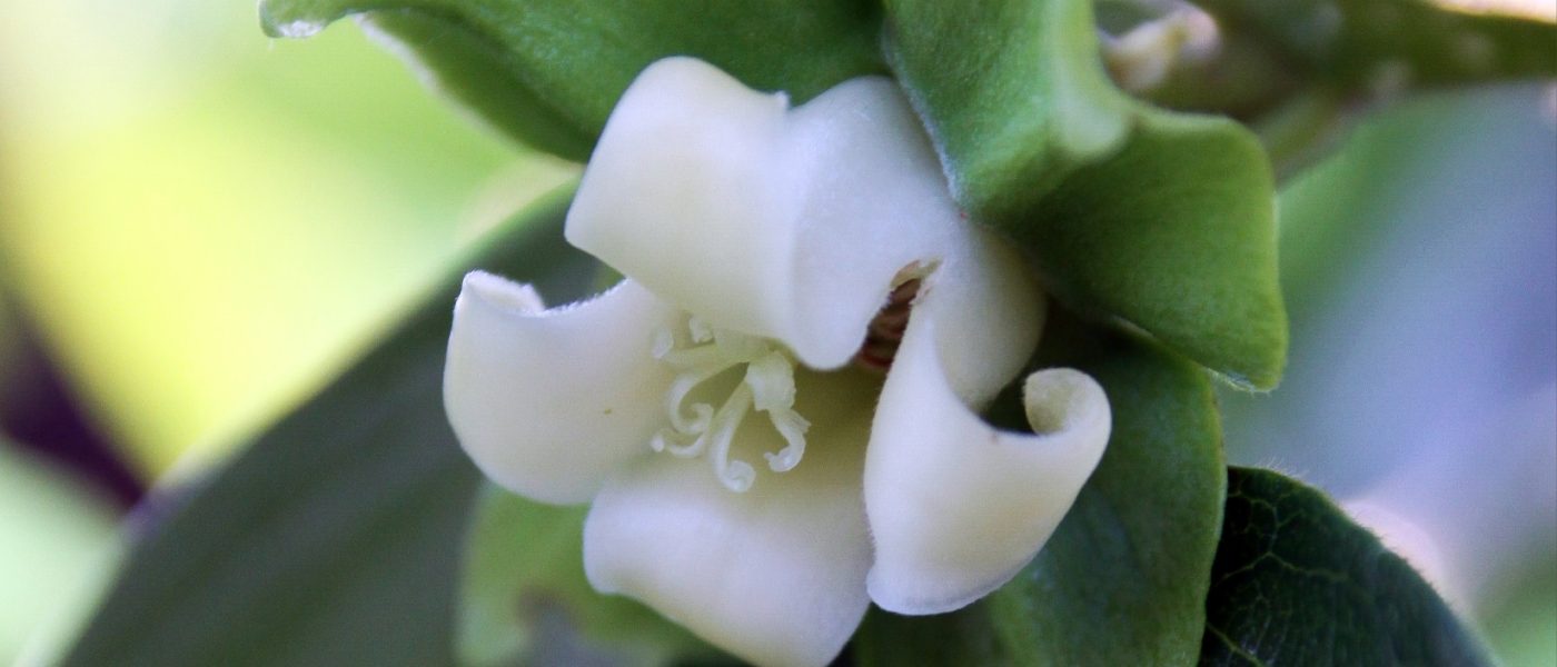 Cvet kakija (Diospyros kaki) je zvončaste oblike