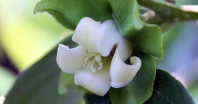 Cvet kakija (Diospyros kaki) je zvončaste oblike