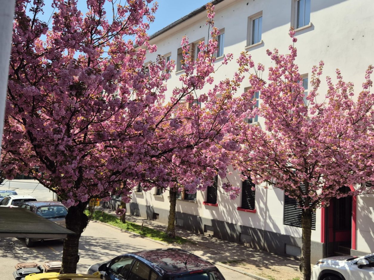 Cvetenje japonskih češenj je izjemno bogato in spektakularno