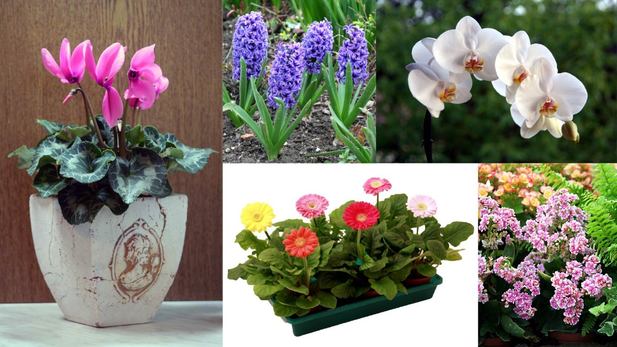 Cvetoče lončnice so eno najlepših in najbolj priljubljenih daril ob prazniku žena