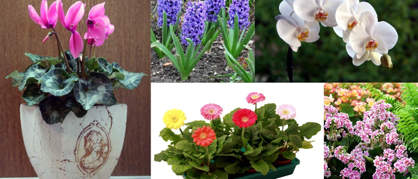 Cvetoče lončnice so eno najlepših in najbolj priljubljenih daril ob prazniku žena