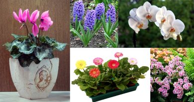 Cvetoče lončnice so eno najlepših in najbolj priljubljenih daril ob prazniku žena