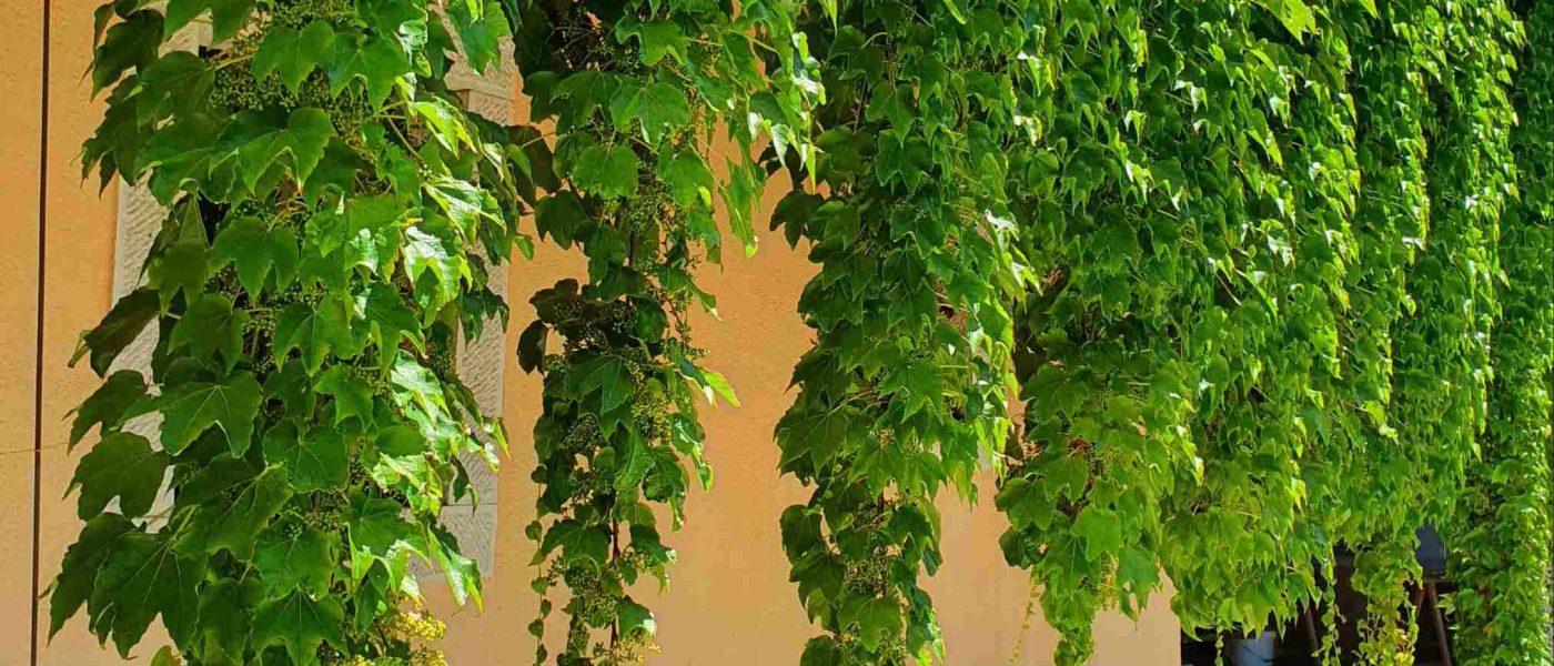 Divja trta je posajena v velikih vrtnih posodah na visoki terasi