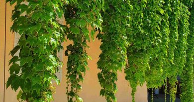 Divja trta je posajena v velikih vrtnih posodah na visoki terasi