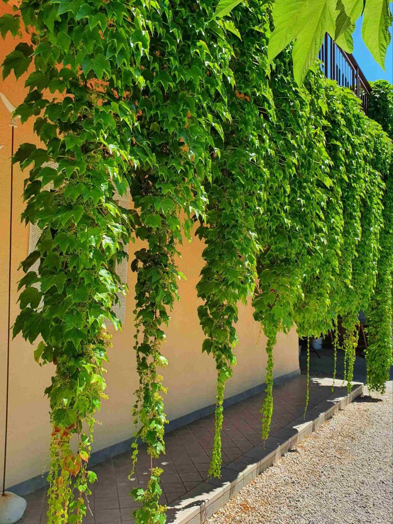 Divja trta je posajena v velikih vrtnih posodah na visoki terasi