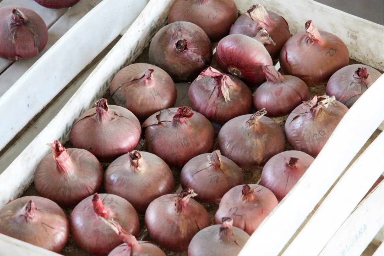 Dobro posušene čebule sorte Ptujska rdeča