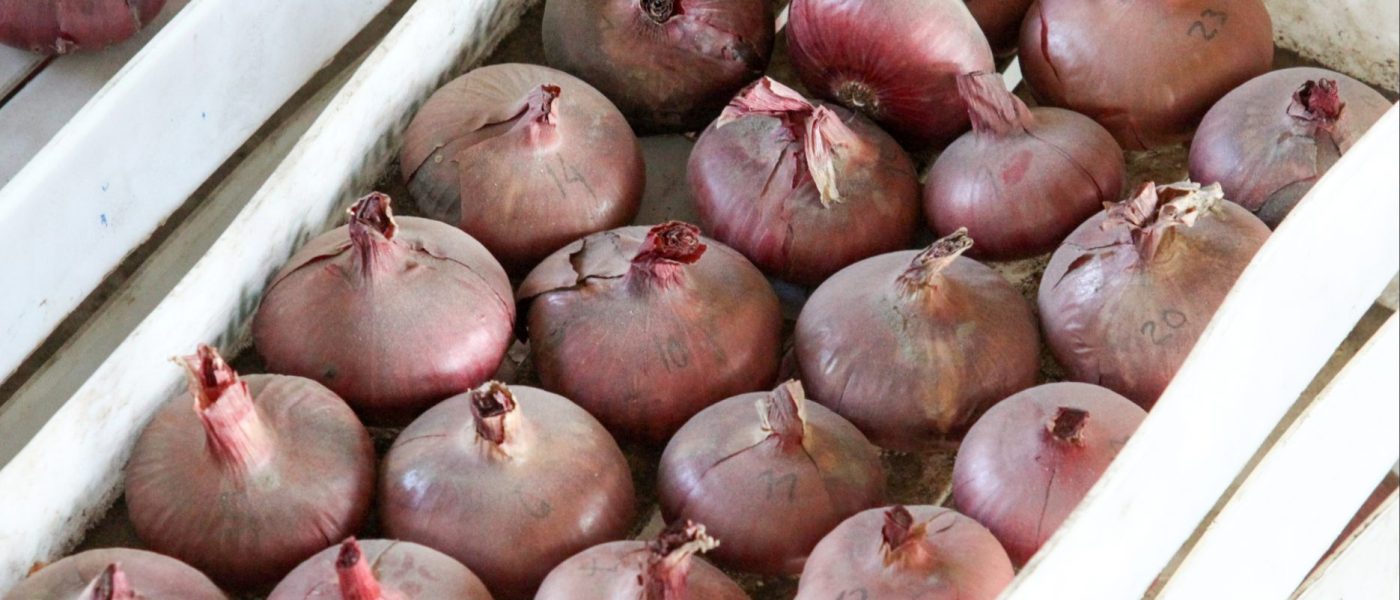 Dobro posušene čebule sorte Ptujska rdeča