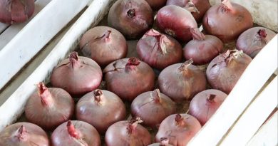 Dobro posušene čebule sorte Ptujska rdeča