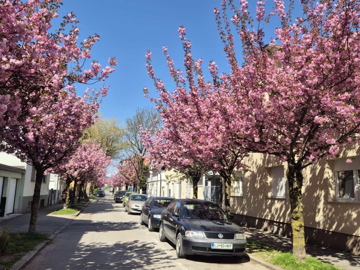Drevored cvetočih japonskih češenj sorte ‘Kanzan’ na Aljaževi ulici