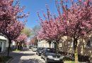 Drevored cvetočih japonskih češenj sorte ‘Kanzan’ na Aljaževi ulici