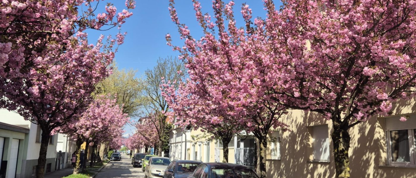 Drevored cvetočih japonskih češenj sorte ‘Kanzan’ na Aljaževi ulici