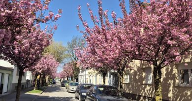 Drevored cvetočih japonskih češenj sorte ‘Kanzan’ na Aljaževi ulici