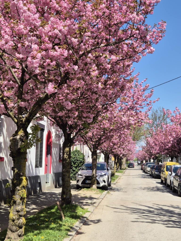 Enotna zasaditev ustvari močan vizualni učinek