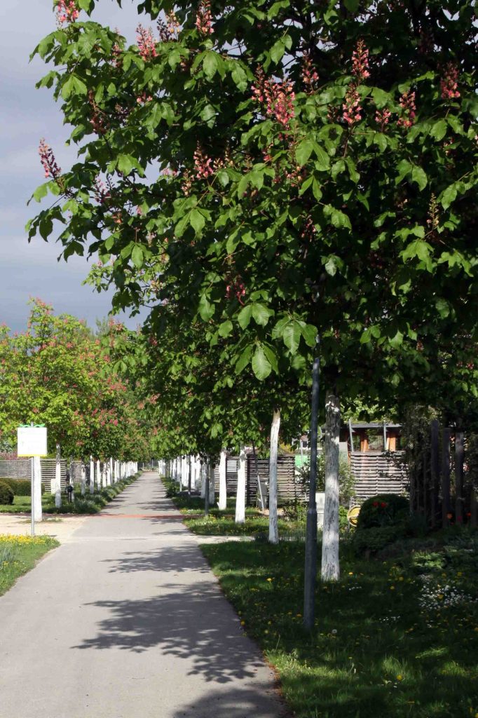 Glavna promenadna pot ki vodi do posameznih tematskih točk