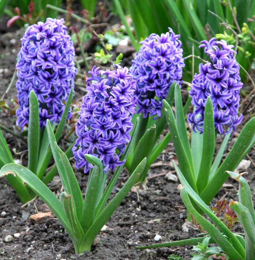 Hijacinte z modrikasto vijoličnimi cvetovi