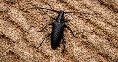 Hrastov kozliček (Cerambyx cerdo) na deblu starega hrasta