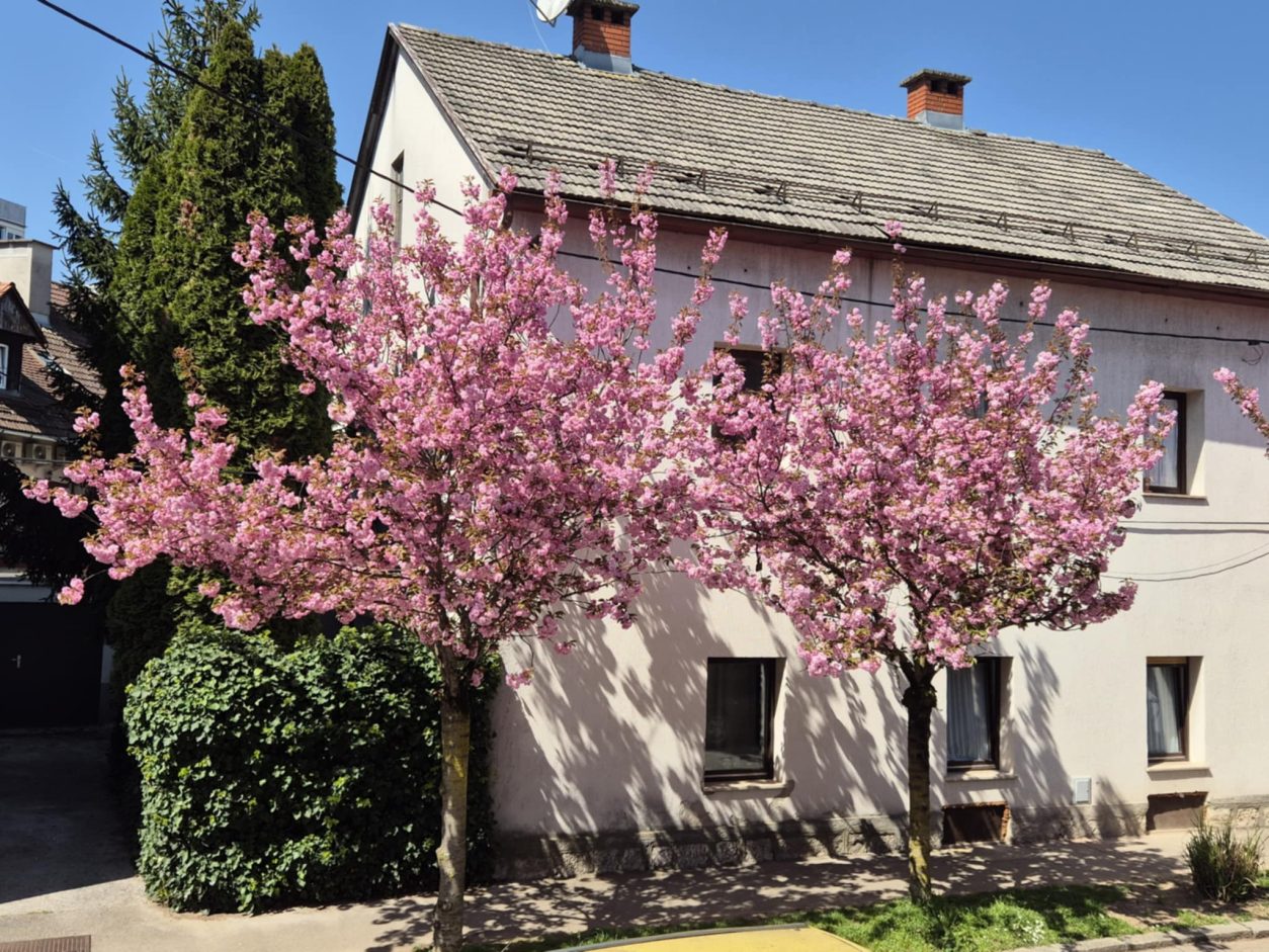  Japonske češnje so odlična izbira tudi za urbane vrtove