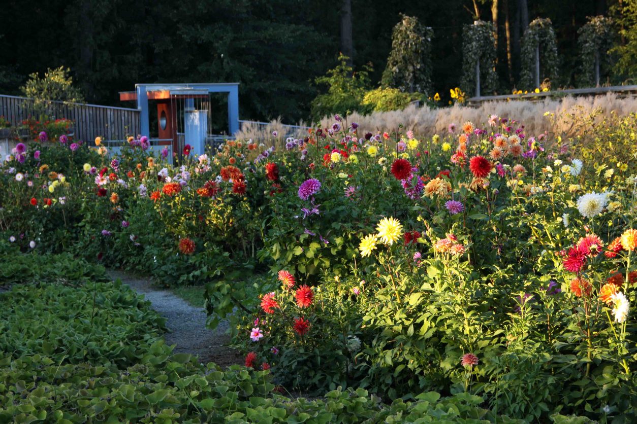 Jesensko vzdušje med gredicami v Tullnu