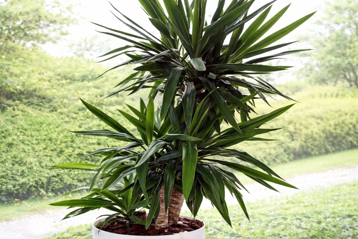 Juka je znana kot zelo trpežna rastlina