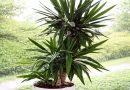Juka je znana kot zelo trpežna rastlina