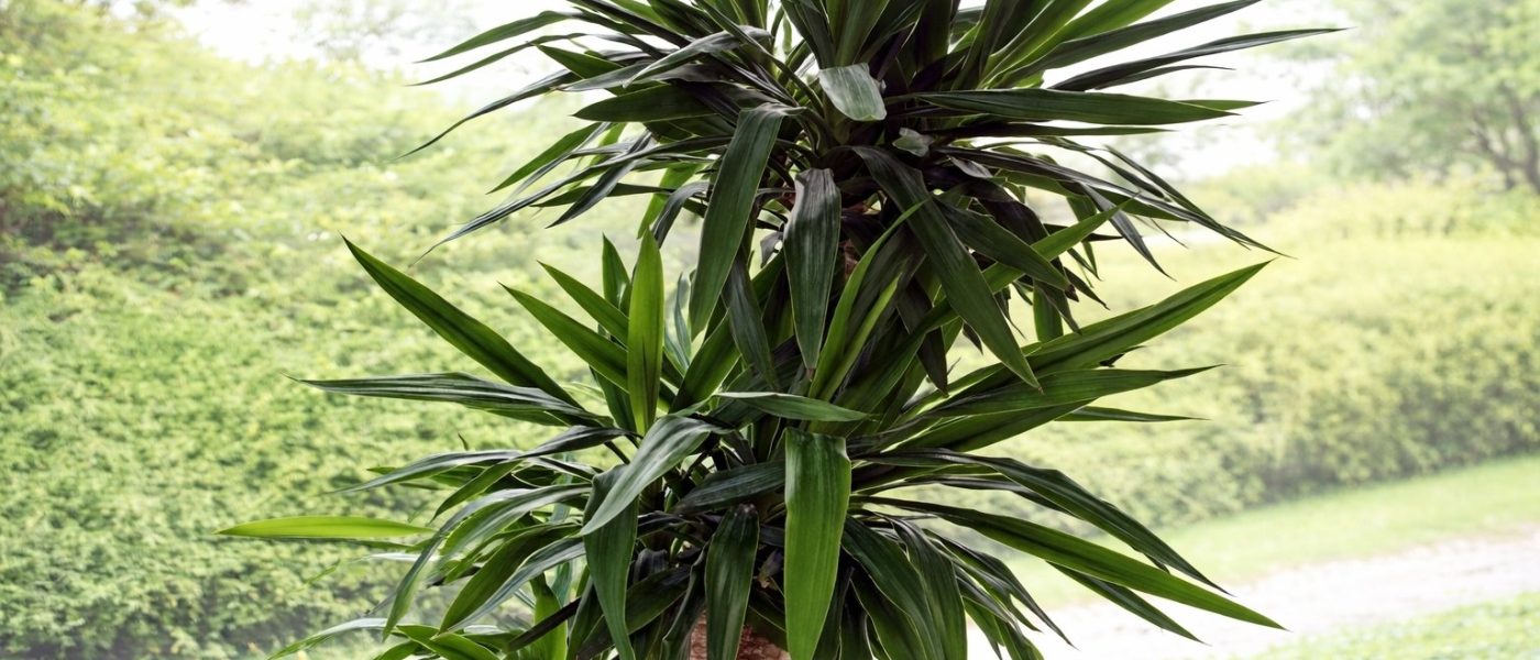 Juka je znana kot zelo trpežna rastlina